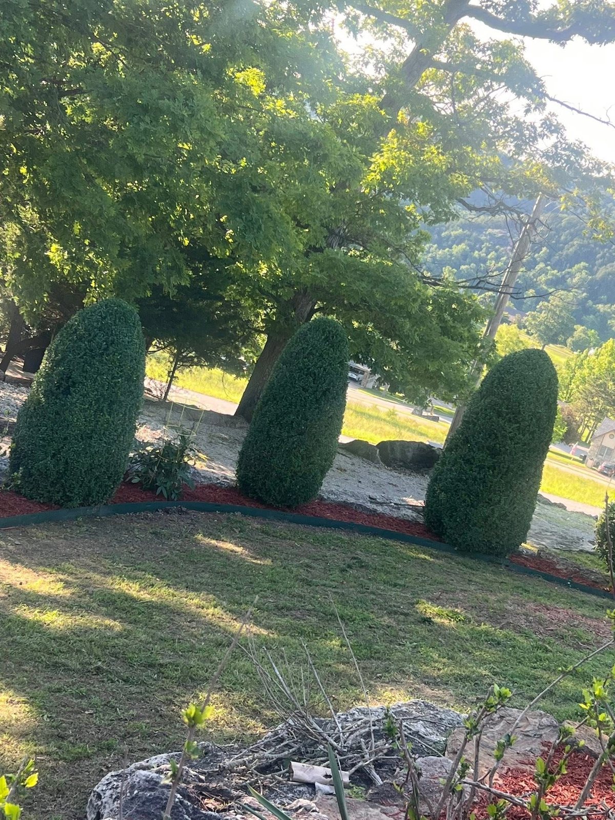 Trimmed cedar shrubs on a hillside above a red mulch bed